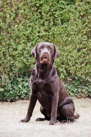 Avalon "Rufname Django"