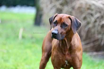 MCh. Abayomi of Mudzimba Shumba