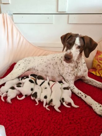 Vom Alten Wachtelberg