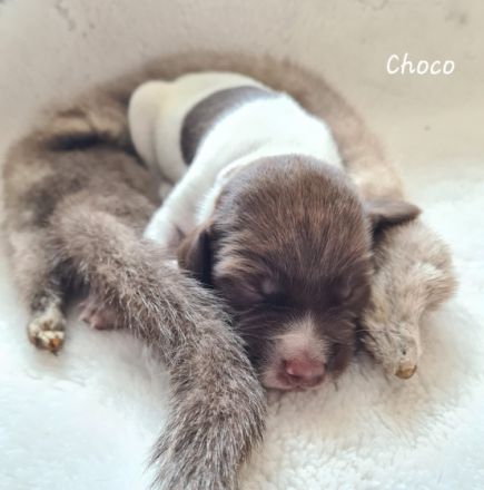 Vom Alten Wachtelberg