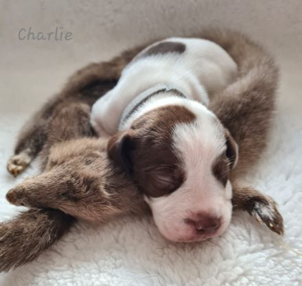 Vom Alten Wachtelberg