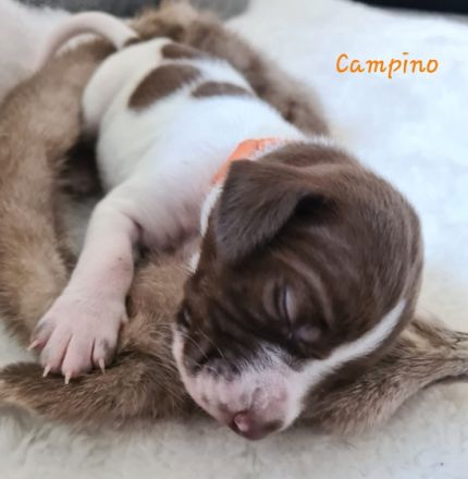 Vom Alten Wachtelberg