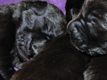 Wir erwarten zu Ende Dezember Welpen in Schwarz und Gelb