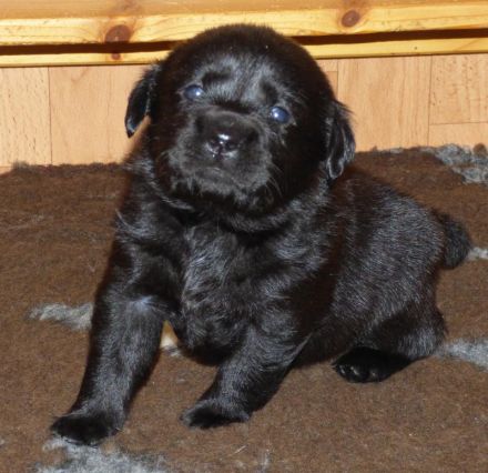 Wir planen Welpen in Schwarz und Gelb (Weiss) zu Anfang Mai