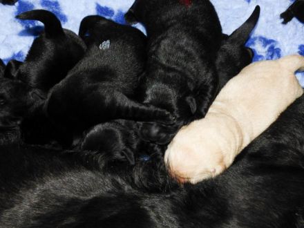 Wir erwarten zu Ende Dezember Welpen in Schwarz und Gelb