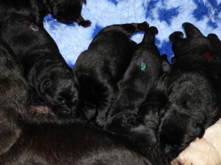 Wir erwarten zu Ende Dezember Welpen in Schwarz und Gelb