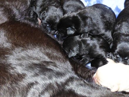 Wir erwarten zu Ende Dezember Welpen in Schwarz und Gelb