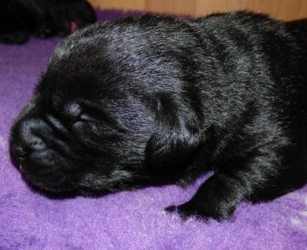 Wir erwarten zu Ende Dezember Welpen in Schwarz und Gelb