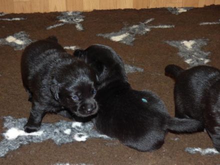 Wir planen Welpen in Schwarz und Gelb (Weiss) zu Anfang Mai