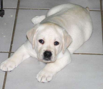 Wir planen Welpen in Schwarz und Gelb (Weiss) zu Anfang Mai