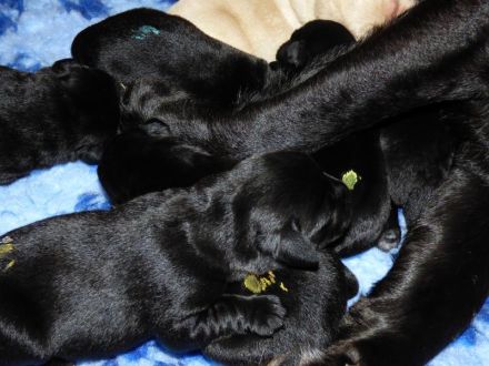 Wir erwarten zu Ende Dezember Welpen in Schwarz und Gelb