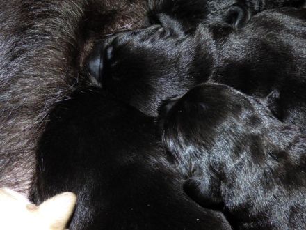 Wir erwarten zu Ende Dezember Welpen in Schwarz und Gelb