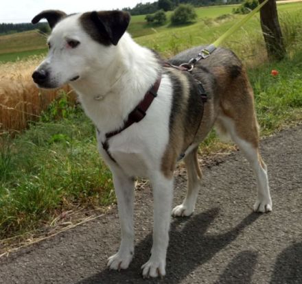 katzenlieber, kastrierter Willy in Bad Arolsen, sucht