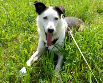 katzenlieber, kastrierter Willy in Bad Arolsen, sucht