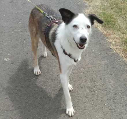 katzenlieber, kastrierter Willy in Bad Arolsen, sucht