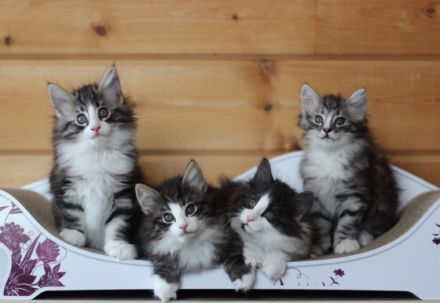 Forestcats of Naantali