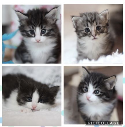 Forestcats of Naantali