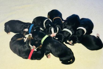 von Schloss Heidecksburg