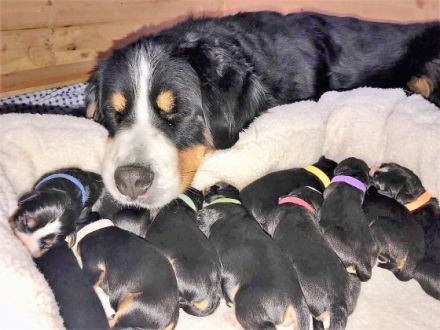 von Schloss Heidecksburg