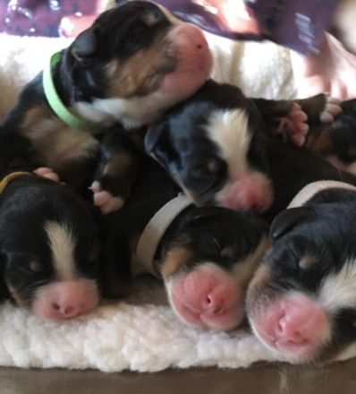 von Schloss Heidecksburg