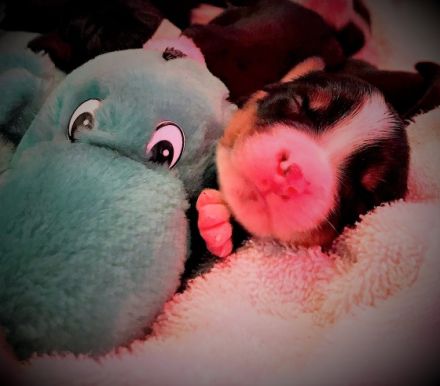 von Schloss Heidecksburg