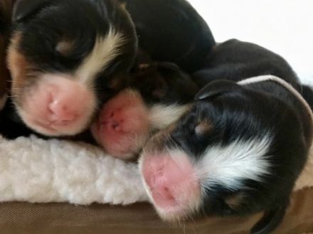 von Schloss Heidecksburg