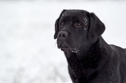 Feel brave MARLIN von der Feldmark