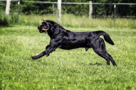 Feel brave MARLIN von der Feldmark