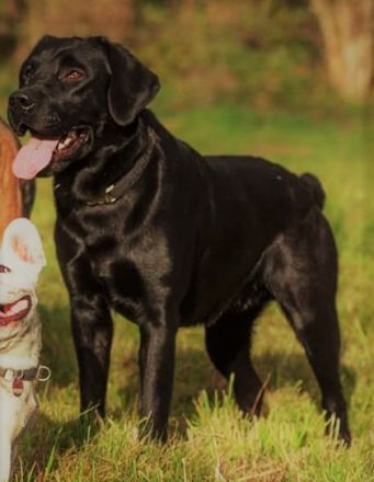 Feel brave MARLIN von der Feldmark