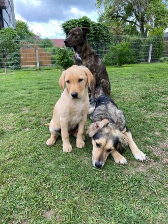 Hunde Freude Hundeschule & Hundehotel