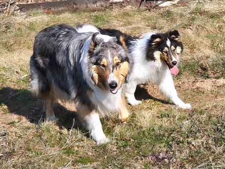 Collies Vom Fraulauterbach 💚