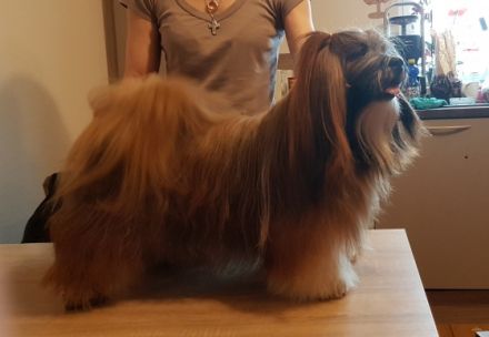 Oakwell House Lhasa Apso