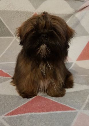 Oakwell House Lhasa Apso