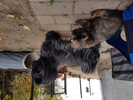 Oakwell House Lhasa Apso