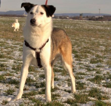 katzenlieber, ruhiger Filip in Bad Arolsen in Pflege,