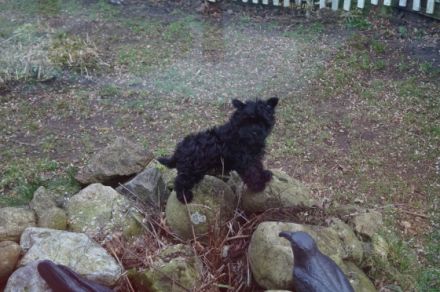 sweet Angels von der Rothenmühlenau