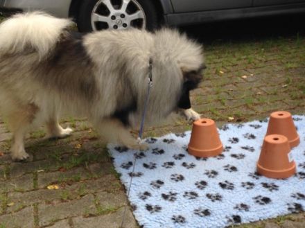 von den Römerwölfen