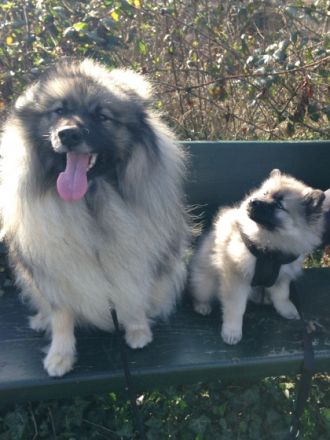 von den Römerwölfen