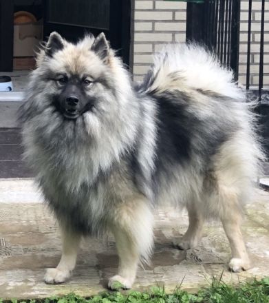 von den Römerwölfen