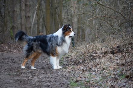 Annis Magic Leo da Vinci