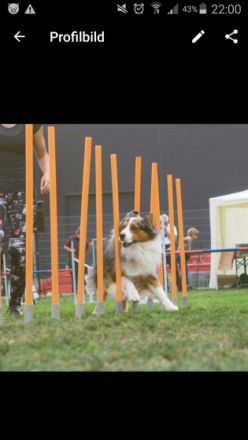 Annis Magic Leo da Vinci