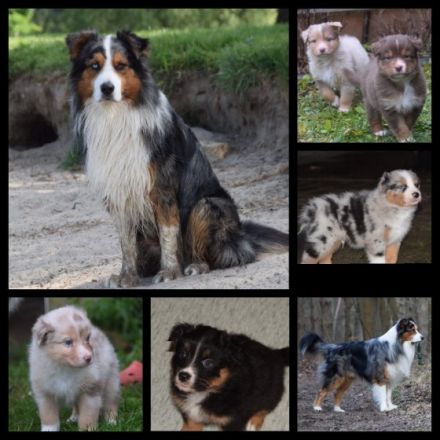 Annis Magic Leo da Vinci