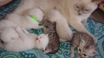 vom brüllenden Löwen