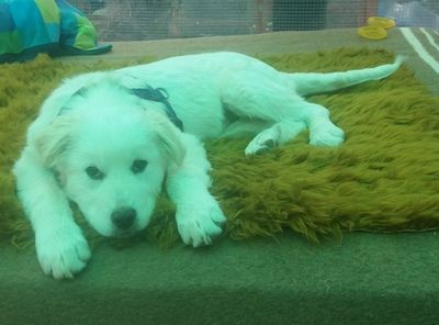 Name: Peggy Geschlecht: Hündin Geboren: Januar 2018