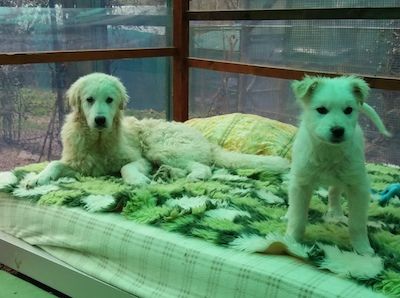 Name: Peggy Geschlecht: Hündin Geboren: Januar 2018