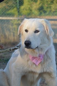 Name: Peggy Geschlecht: Hündin Geboren: Januar 2018