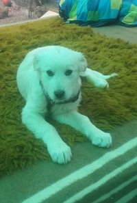 Name: Peggy Geschlecht: Hündin Geboren: Januar 2018