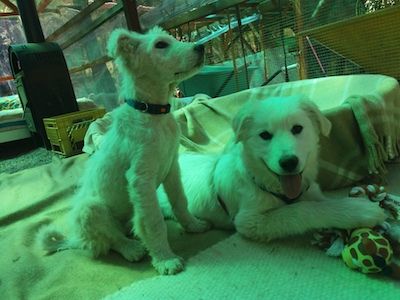 Name: Peggy Geschlecht: Hündin Geboren: Januar 2018