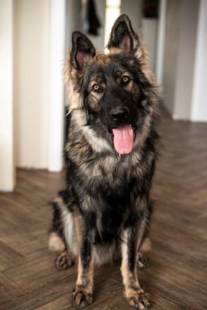 Aramis Abraxas von Pandora