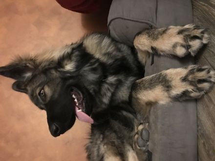 Aramis Abraxas von Pandora